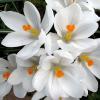 Крокусы: основные сорта и секреты выращивания Крокус flower record описание